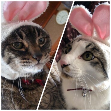 昨年の卯年バージョンです