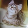 子猫時代のふーちゃん(伯父撮影)