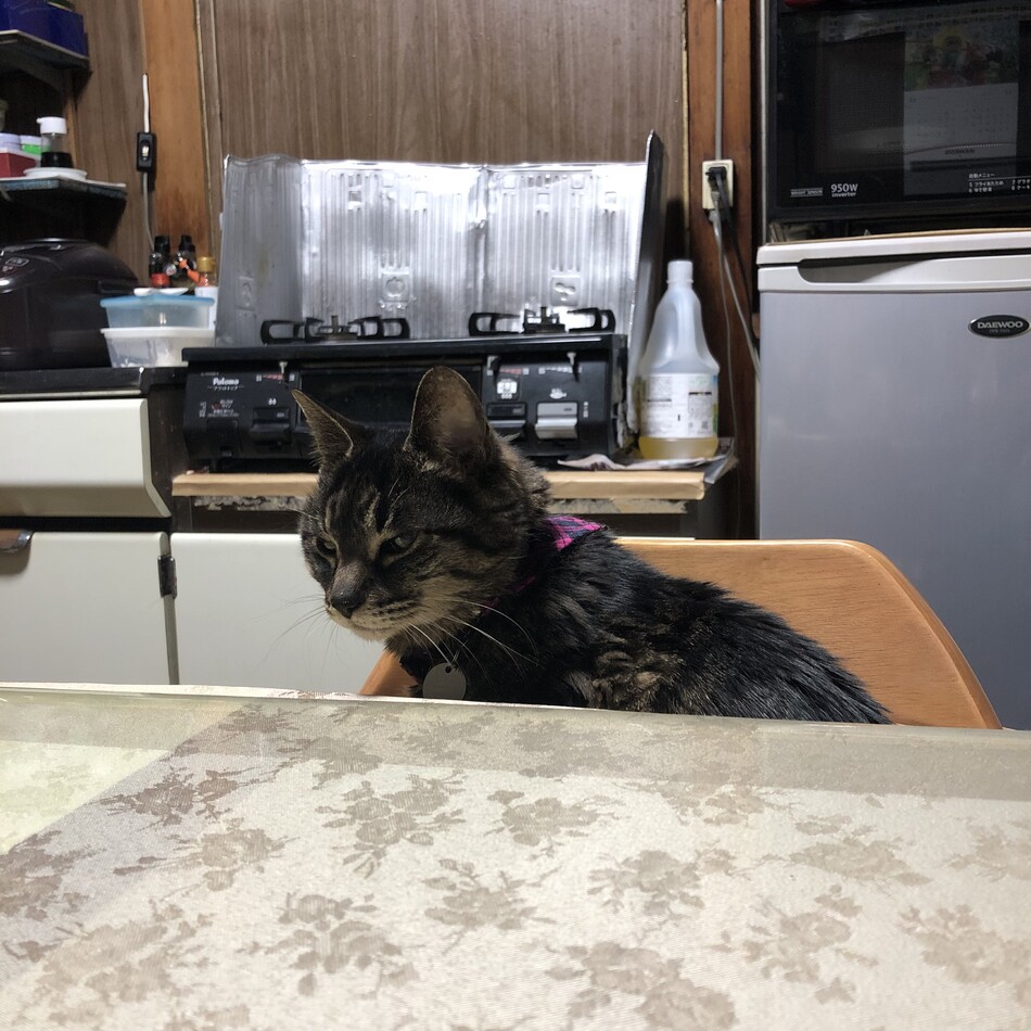 風子のカバー写真