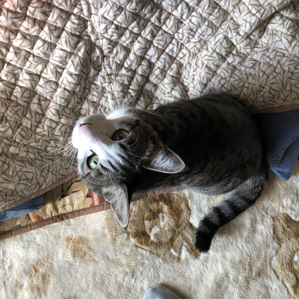 マイのカバー写真