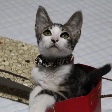 子猫時代のマイちゃんです