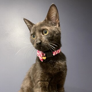 ★里親様決定!★人馴れ抜群！甘えん坊❤オニキス