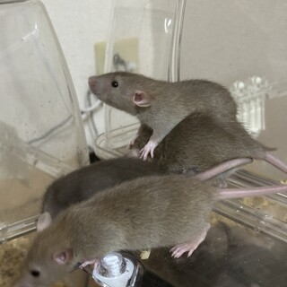 ファンシーラット赤ちゃん