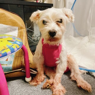 おばあちゃん犬  老犬です