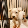 おばあちゃん犬  老犬です サムネイル2
