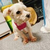 おばあちゃん犬  老犬です サムネイル3