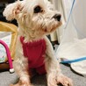おばあちゃん犬  老犬です サムネイル4