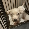 おばあちゃん犬  老犬です サムネイル5