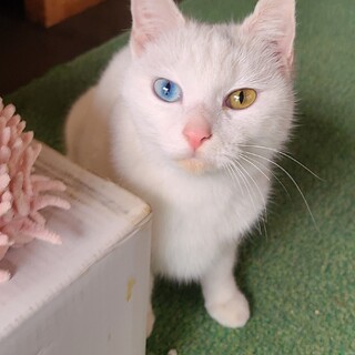 オッドアイの美人猫 ハクマイちゃん