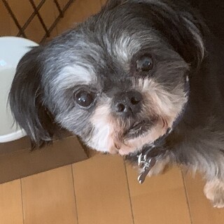 仮名：カプチーノ