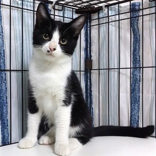 【2/17芝浦】抱っこもOK★お鼻にほくろのごま