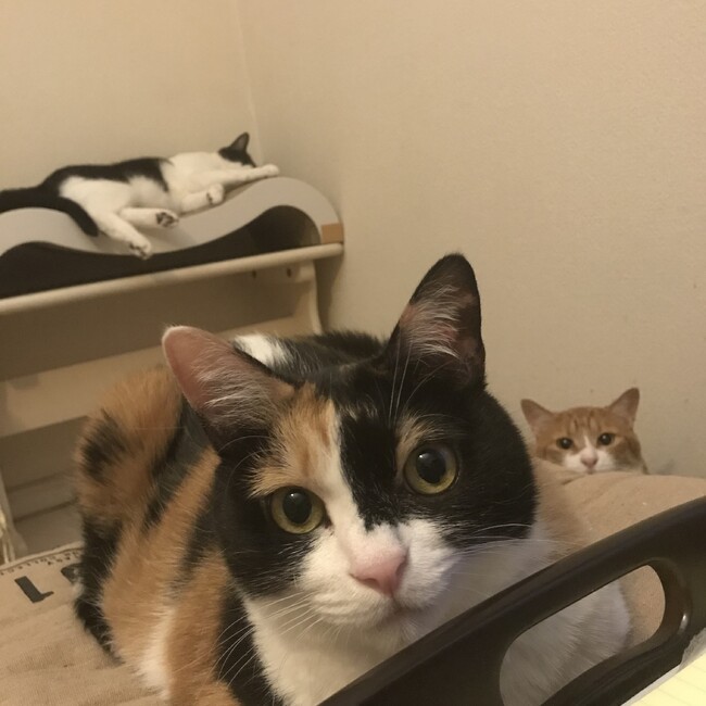 がぶこりママのカバー写真