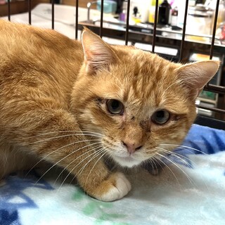 里親決定☆人慣れ抜群キャンベル君