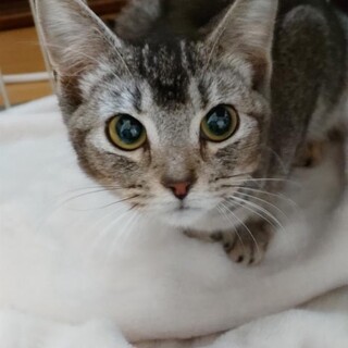 くりくりお目目で見つめないで、まりもちゃん♡