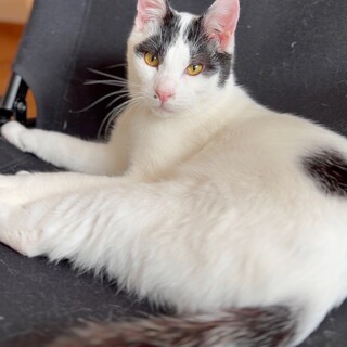 金蓮、里親さま決定！ありがとうございました♥️