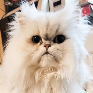 2月11日迄！ふんわりペルシャ♡ジルヴァ