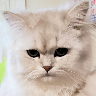 2月11日迄！ふんわりペルシャ♡セフィド