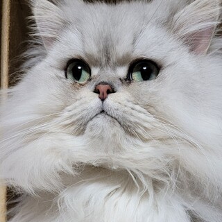 2月11日迄！ふんわりペルシャ♡アルジェント