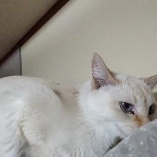 馴れ抜群青眼クリームシャムミックス1歳半女の子