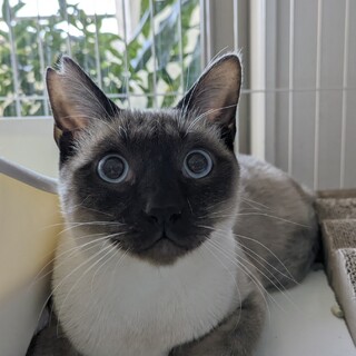 ⑤こはく　オス　シャム風　薄い青い目　甘えん坊