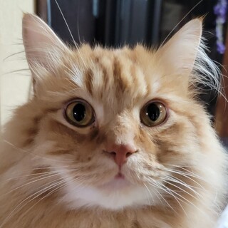 2月11日迄！大型もふもふマンチカン♡迦楼羅羽