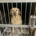 繁殖引退犬７歳ラブラドールです