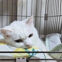 白猫ブラン♬.*ﾟエイズ陽性ですが元気いっぱい