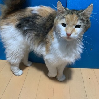 ノルウェージャン 女の子 2歳