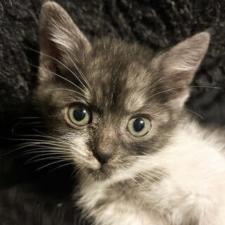 募集停止色柄の甘えん坊さん女子♥あんず