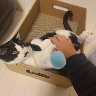 人が大好き★ひろし★ハチワレ髭模様