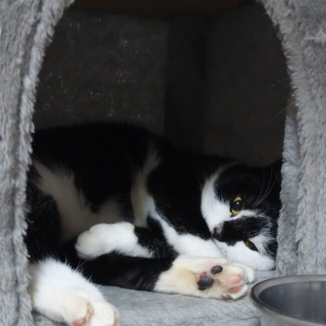 Cat2 makuのカバー写真