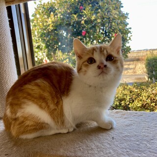 人馴れ抜群茶白3兄弟　活発で遊ぶの大好き　ちくわ君