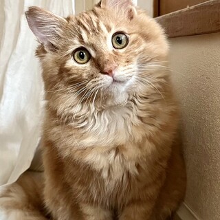 【1/28⭐️堺東にて譲渡会】参加猫ナンくん