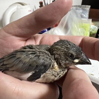 手のり桜文鳥ヒナ