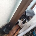 ひかえめ美人猫！くろちゃん
