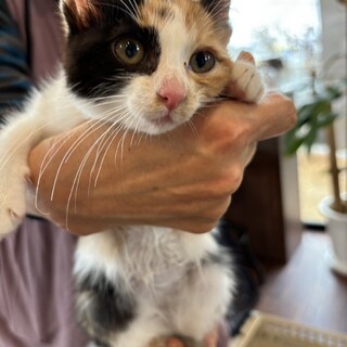 ありがとうございました★可愛い三毛猫テルちゃん