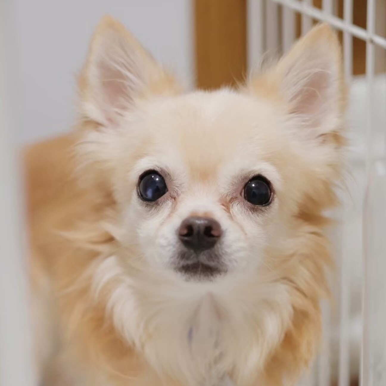 いちかさま確認ページ♡ かさまうつわ商店