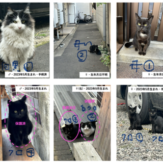 寒空に身を寄せ合う黒猫きょうだい♂♀