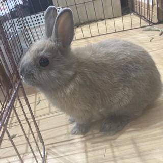 ネザーランドドワーフの子供