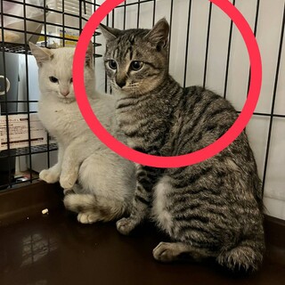 お目目くりくりサバトラ子猫