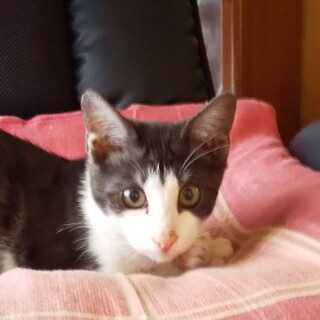 人間が大好きなイケメンサバ寅