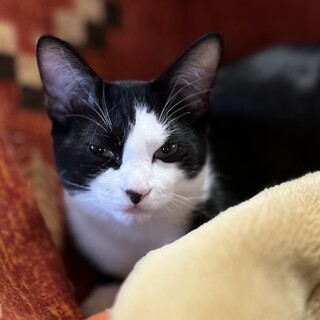 ★里親様決定！★ベッタリ甘えん坊❤ヴィータ