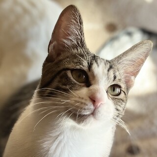 ★里親様決定！★マイペースで人大好き❤ニーヴァ