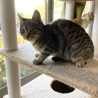 人馴れ抜群　お目目ぱっちりの美人さん　つみれちゃん