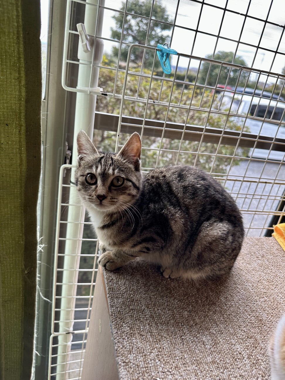 人馴れ抜群　お目目ぱっちりの美人さん　つみれちゃん サムネイル2