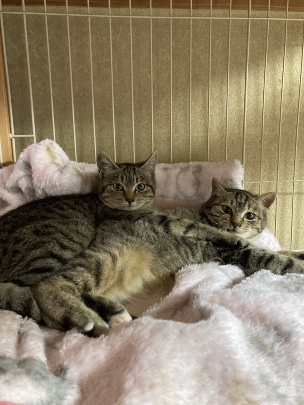 人馴れ抜群　お目目ぱっちりの美人さん　つみれちゃん サムネイル3