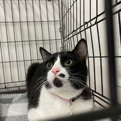 保護猫のお見合い会 サムネイル3