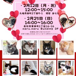 保護猫のお見合い会