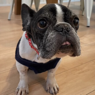 腫瘍手術乗り越えたフレンチブルドッグ女の子　