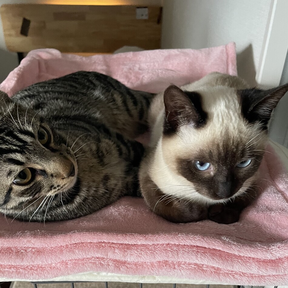 オレのカバー写真